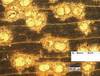Le CIRAD observe la sant� de la for�t tropicale